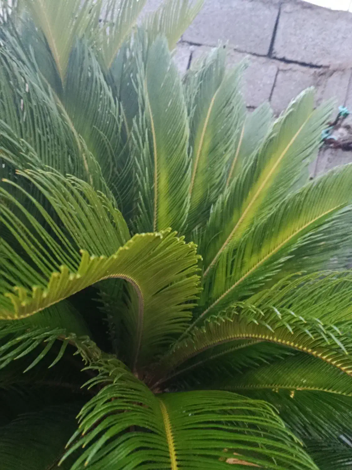 سیکاس دوقلو|گل و گیاه طبیعی|آستانه اشرفیه, |دیوار