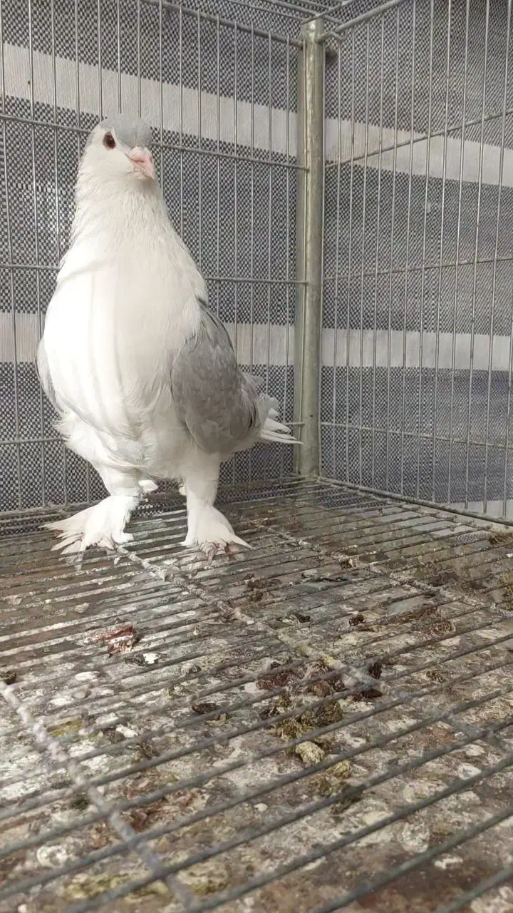 کبوتر زینتی تزئینی لاهوری الماسی|پرنده|اصفهان, سرشبادران|دیوار