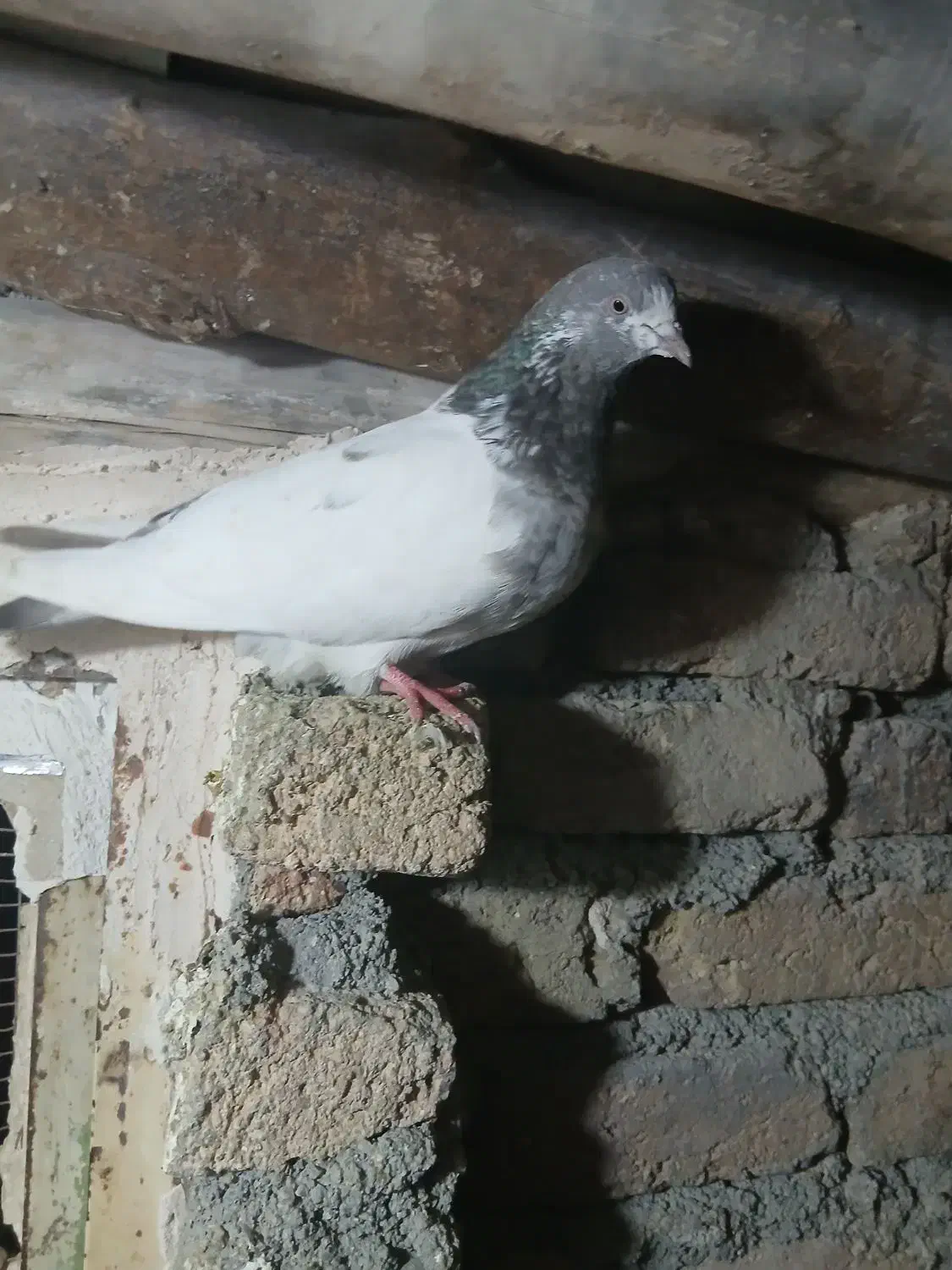 یه جفت تهرانی|پرنده|بروجرد, |دیوار