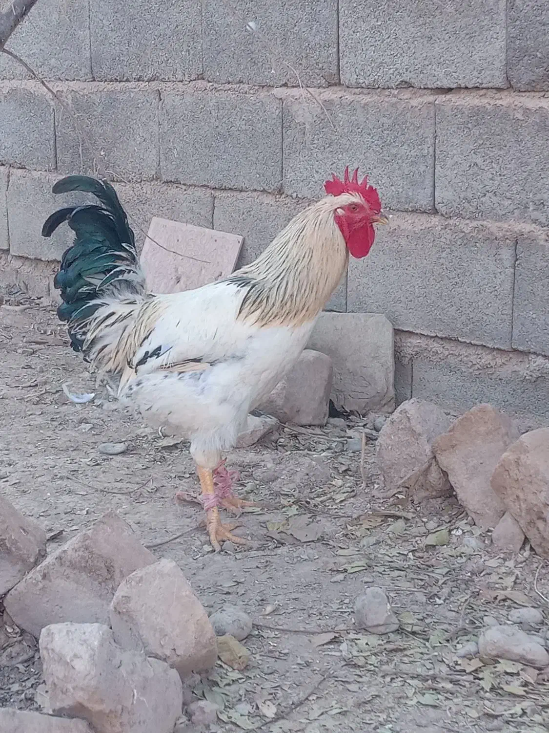 خروس|حیوانات مزرعه|گلبهار, بیزکی|دیوار