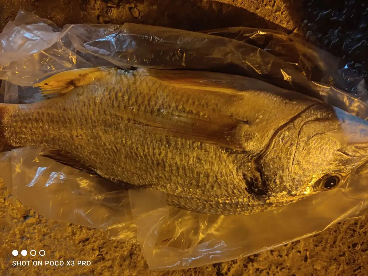 ماهی شانک صید الان|ماهی|بندر دیر, |دیوار