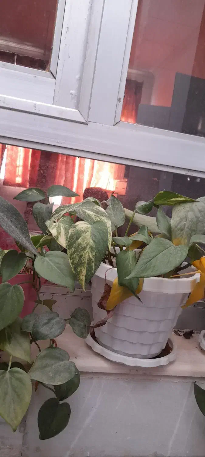 فروش  انواع  گل|گل و گیاه طبیعی|اردکان, |دیوار