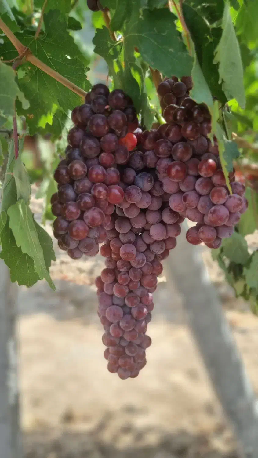 شیره انگور کشمش|خوردنی و آشامیدنی|بهار, |دیوار