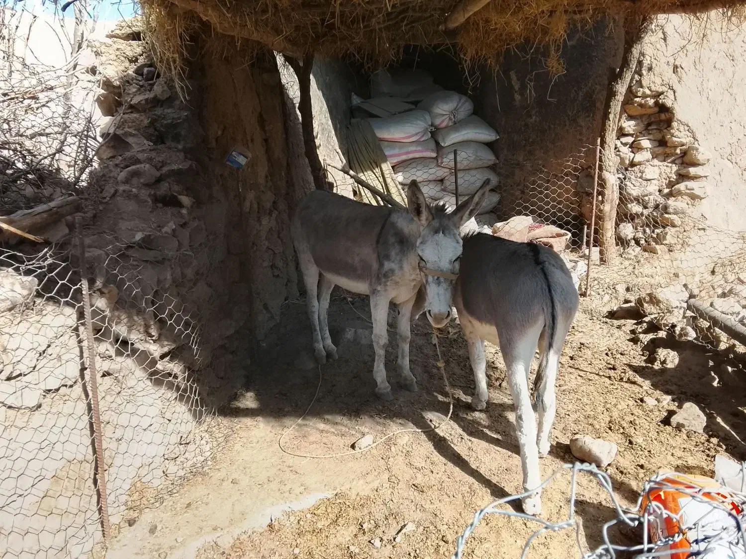 اگهی|حیوانات مزرعه|ویسیان, |دیوار