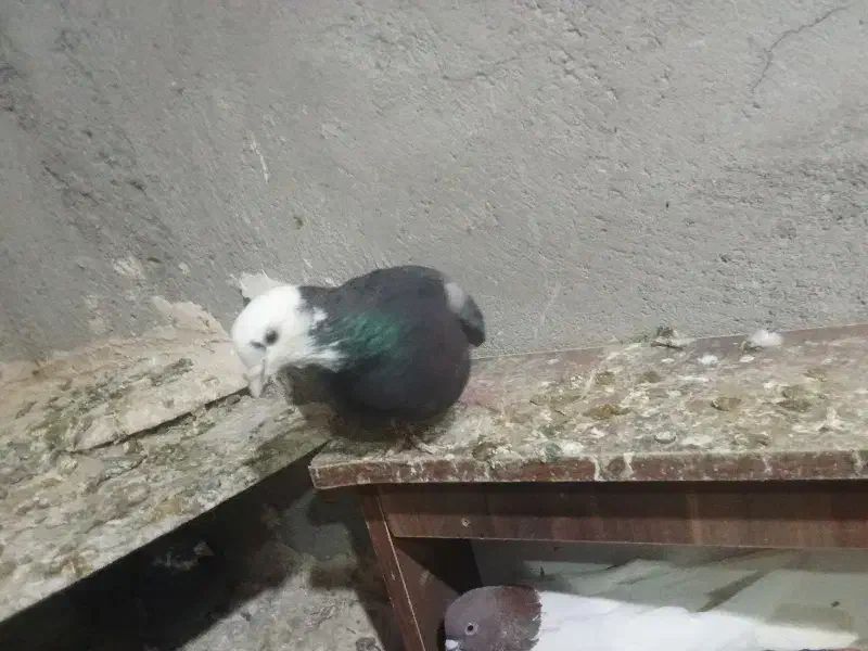 فروش کبوتر|پرنده|ایلخچی, |دیوار