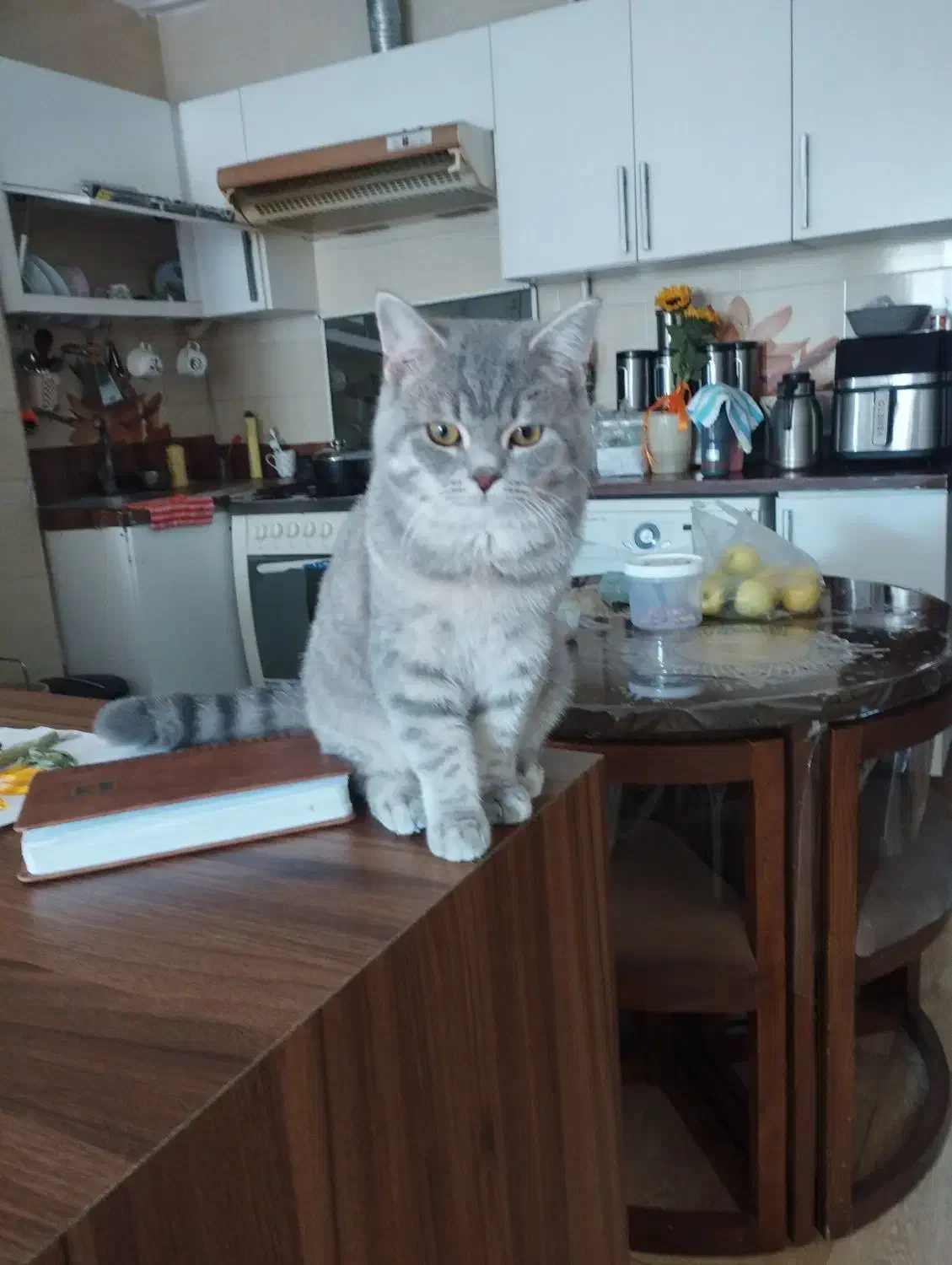 به دلیل مهاجرت|گربه|قائم‌شهر, |دیوار