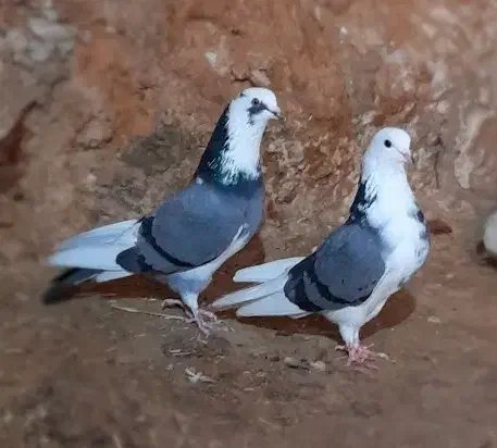 کبوتر|پرنده|گیلان غرب, |دیوار