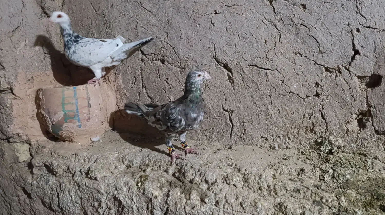 کبوتر نقاب|پرنده|جوین, |دیوار
