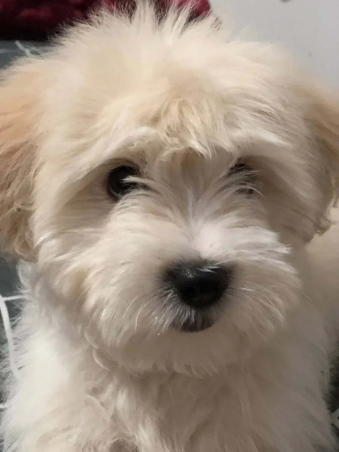 سگ شیتزو شیری ماده|سگ|پیشوا, |دیوار