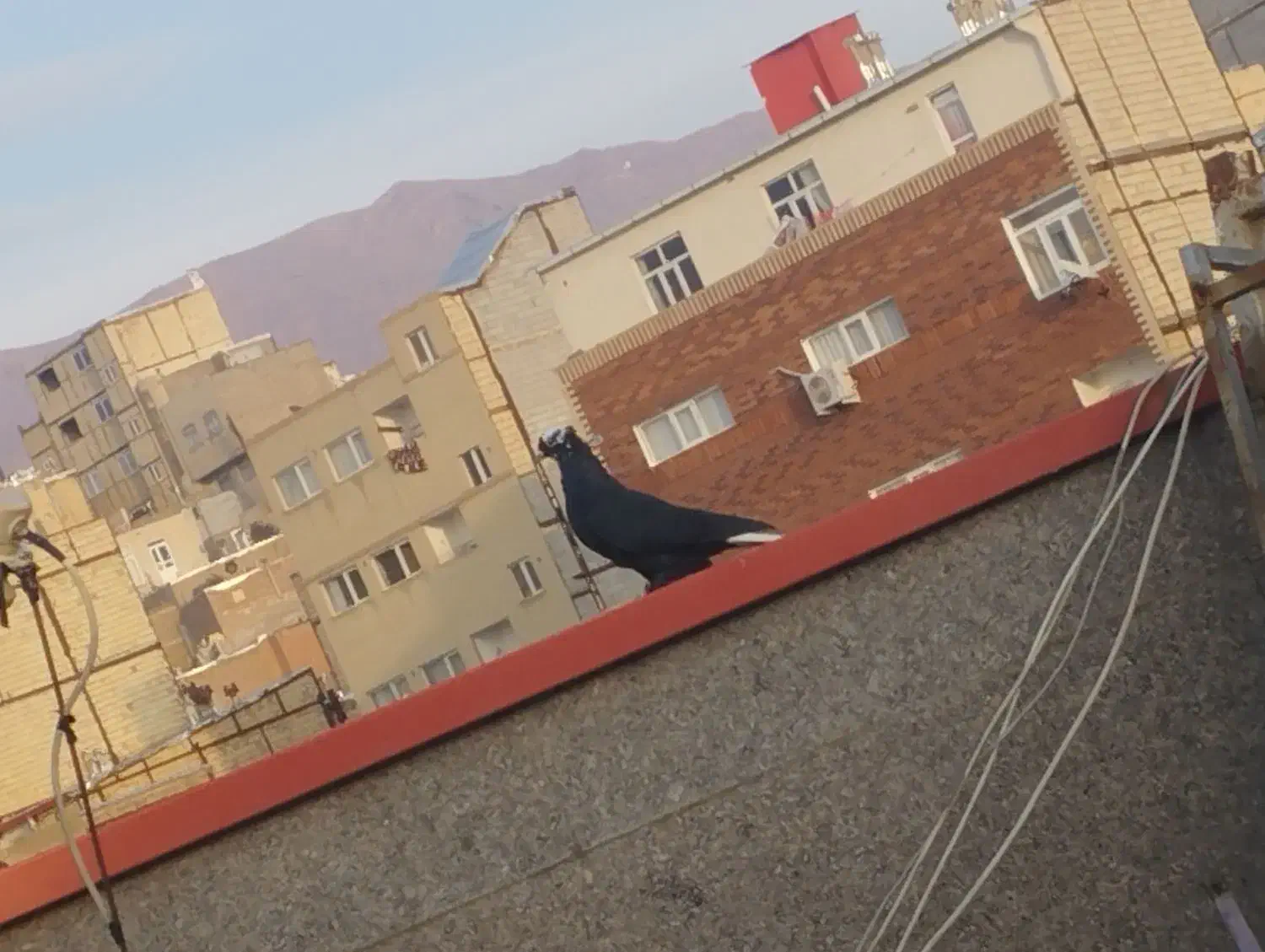 کبوتر گمشده|حیوانات|تبریز, |دیوار