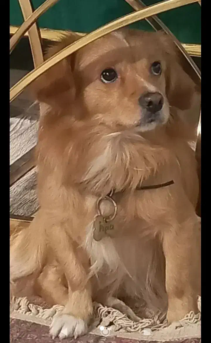 سگ پاپی|حیوانات|اصفهان, بوستان ناژوان|دیوار