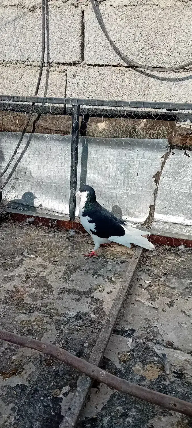 چند عدد کبوتر ارزش داره|پرنده|ماهدشت, |دیوار