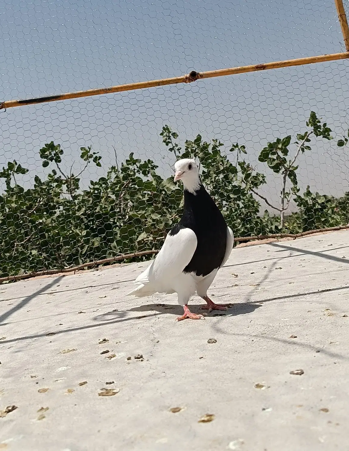 کفتر|پرنده|رفسنجان, |دیوار