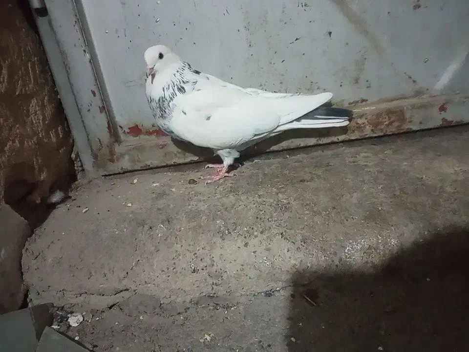 کبوتر|پرنده|بابا حیدر, |دیوار