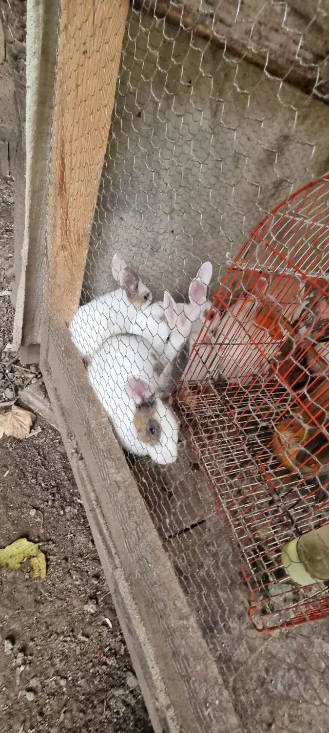 خرگوش|موش و خرگوش|ماسال, |دیوار