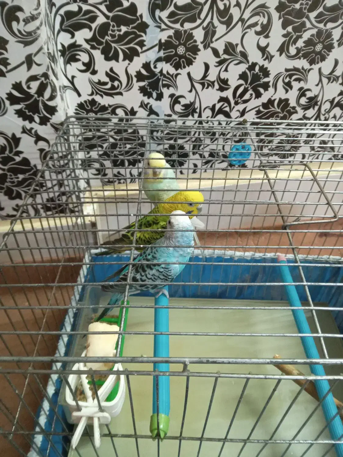 مرغ عشق|پرنده|بروجرد, |دیوار