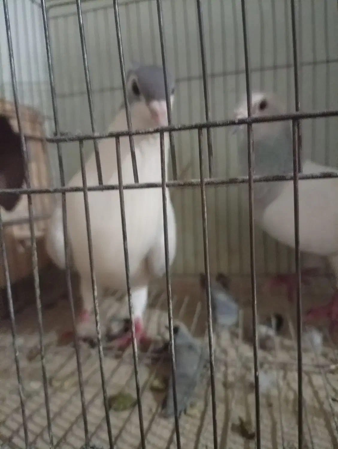 پرنده کبوتر|پرنده|سراوان, |دیوار