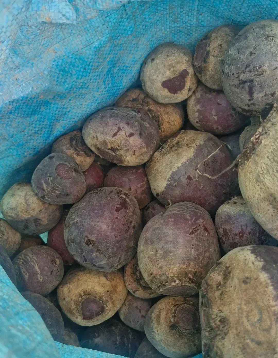 لبو|حراج|فسا, |دیوار