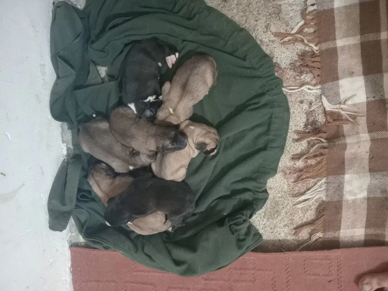 واگذاری سگ|سگ|آلاشت, |دیوار