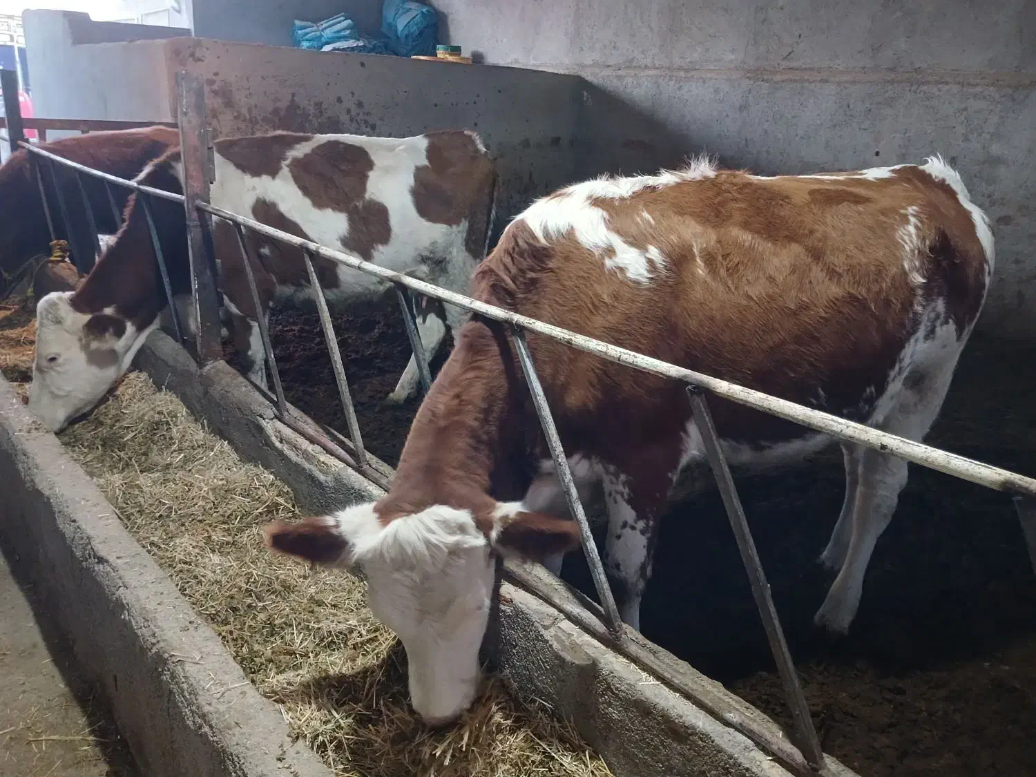 گاوابستن|حیوانات مزرعه|تاکستان, |دیوار