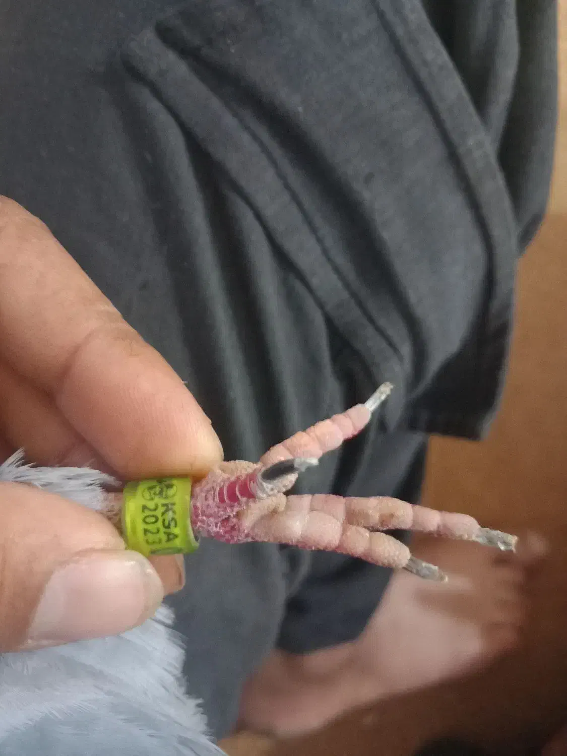 خرمشهر|حیوانات|خرمشهر, |دیوار