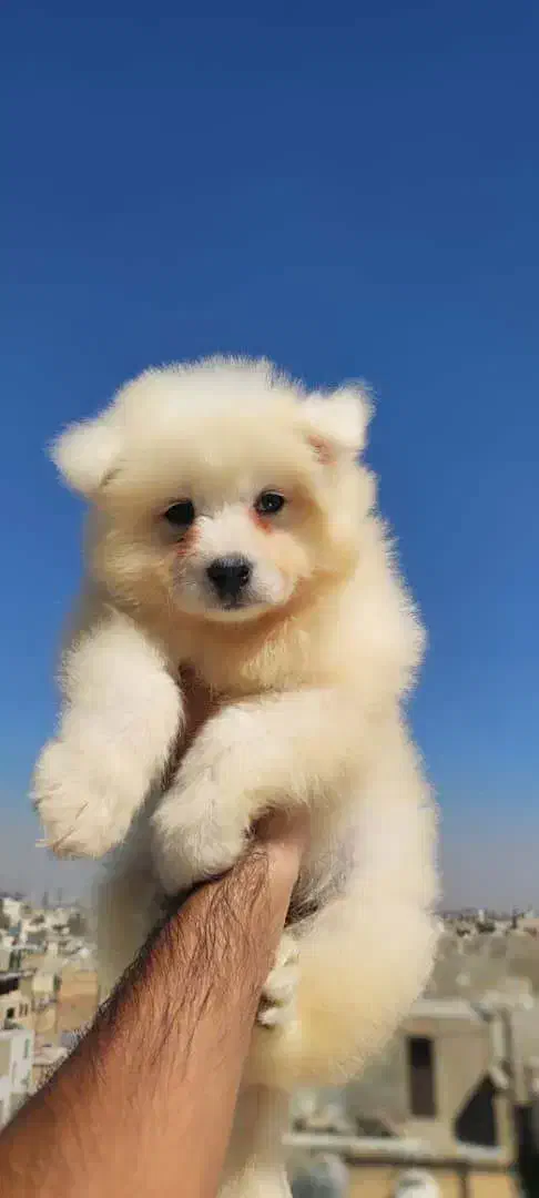 سگ سامویید|سگ|محلات, |دیوار