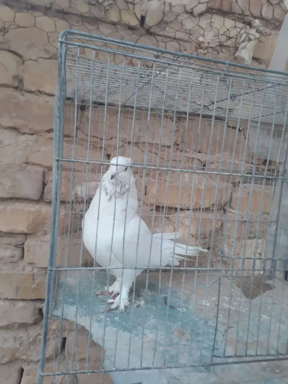 کفتر نر|پرنده|اردکان, |دیوار