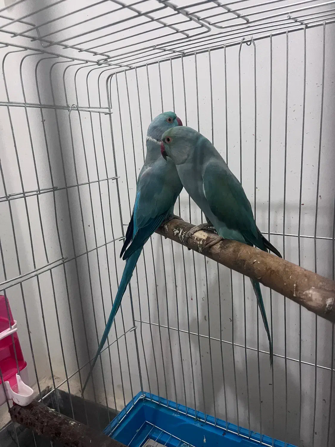 جفت طوطی ملنگو آبی مولد|پرنده|شیراز, منطقه هوایی شهید دوران|دیوار