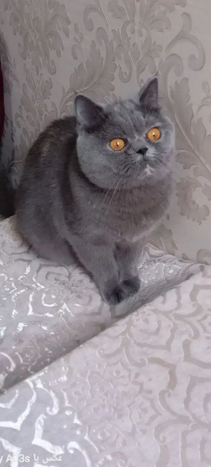 گربه ماده برای جفت|گربه|ری, سیزده آبان|دیوار