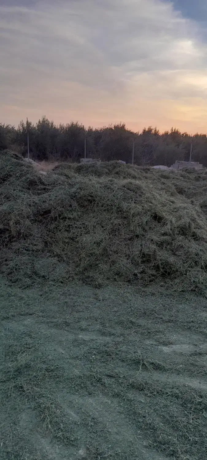 یونجه نرم و کوفته شده درجه یک|عمده‌فروشی|مرودشت, محمد آباد|دیوار