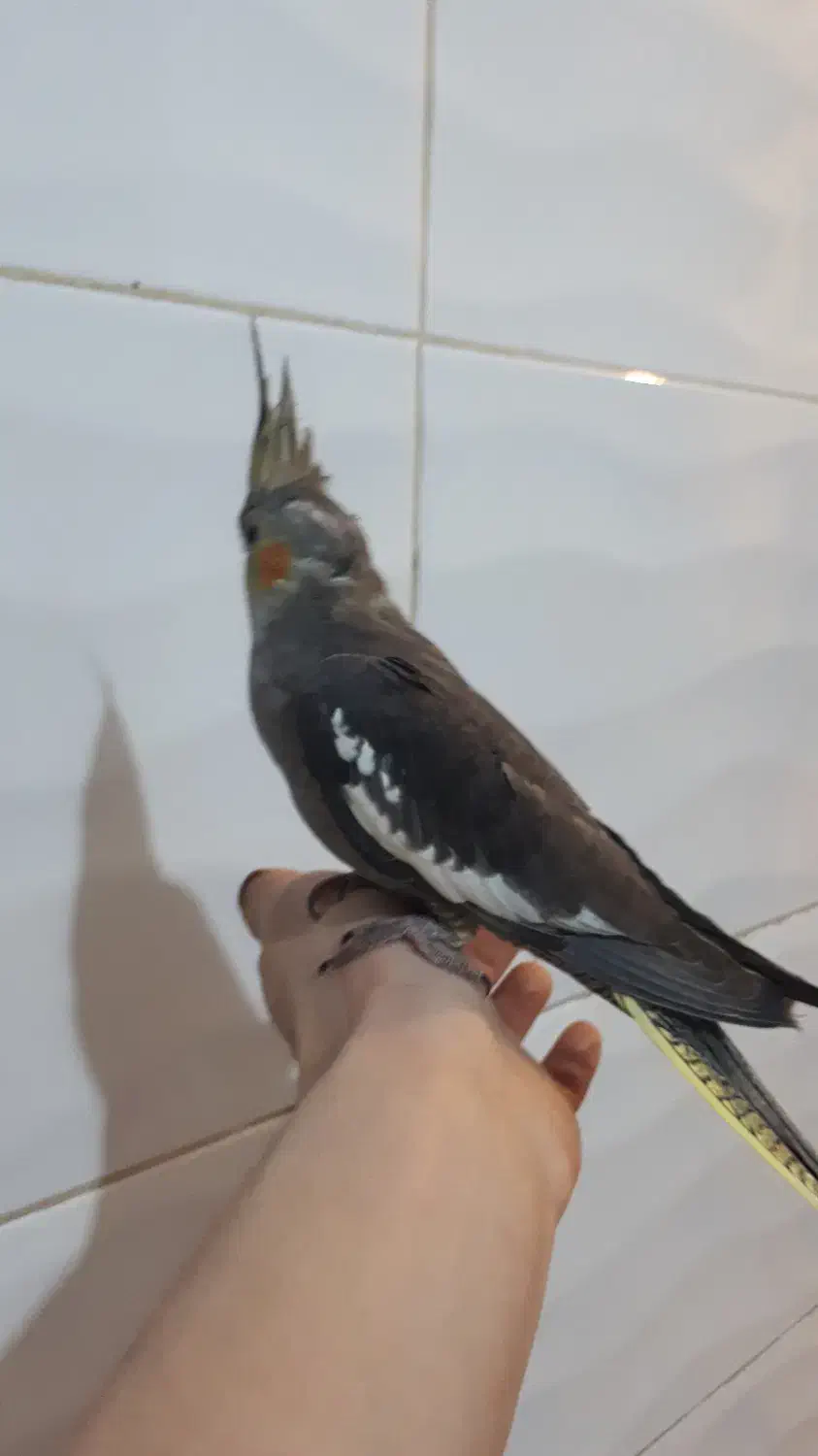 فروش عروس هلندی|پرنده|بومهن, |دیوار