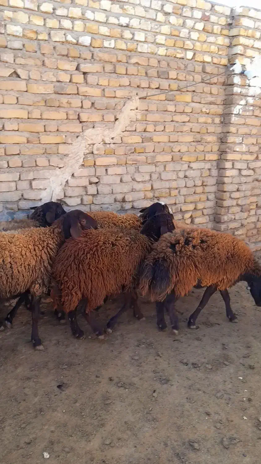 گوسفند|حیوانات مزرعه|تربت‌حیدریه, میدان مرکزی|دیوار