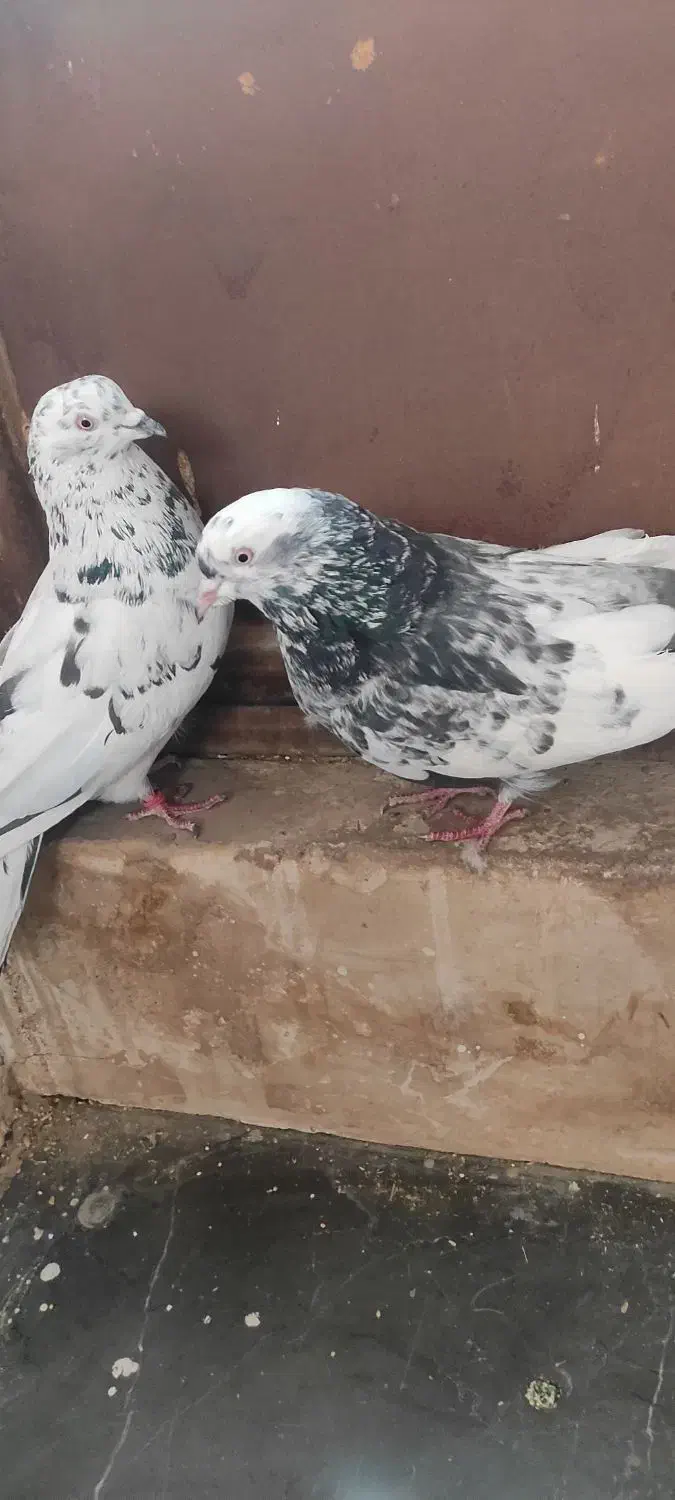 نروماده ترمه ی اصفهانی|پرنده|برخوار, |دیوار