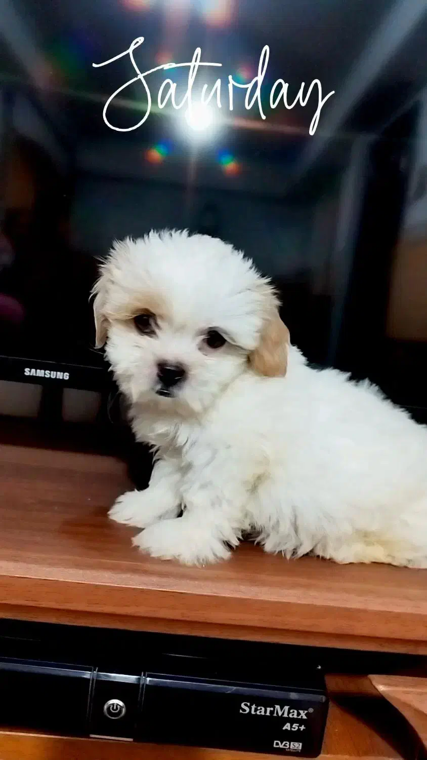 واگذاری شیتزوسوپرفلت اصیل|سگ|قدس, شهرقدس|دیوار