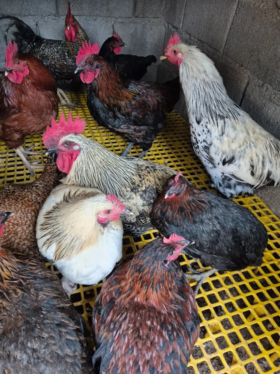 خروس محلی|حیوانات مزرعه|صباشهر, |دیوار