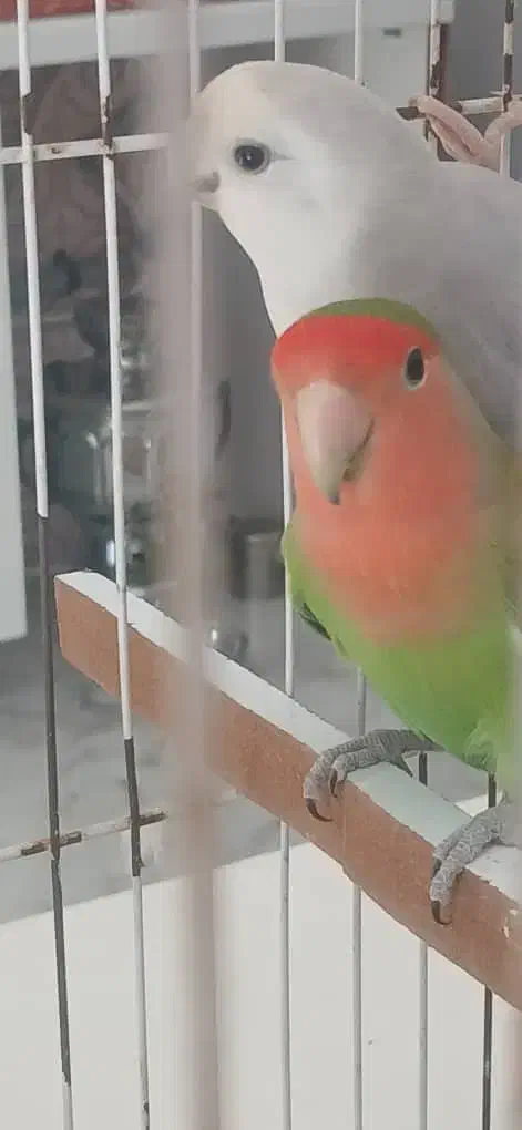 طوطی برزیلی|پرنده|قائم‌شهر, |دیوار