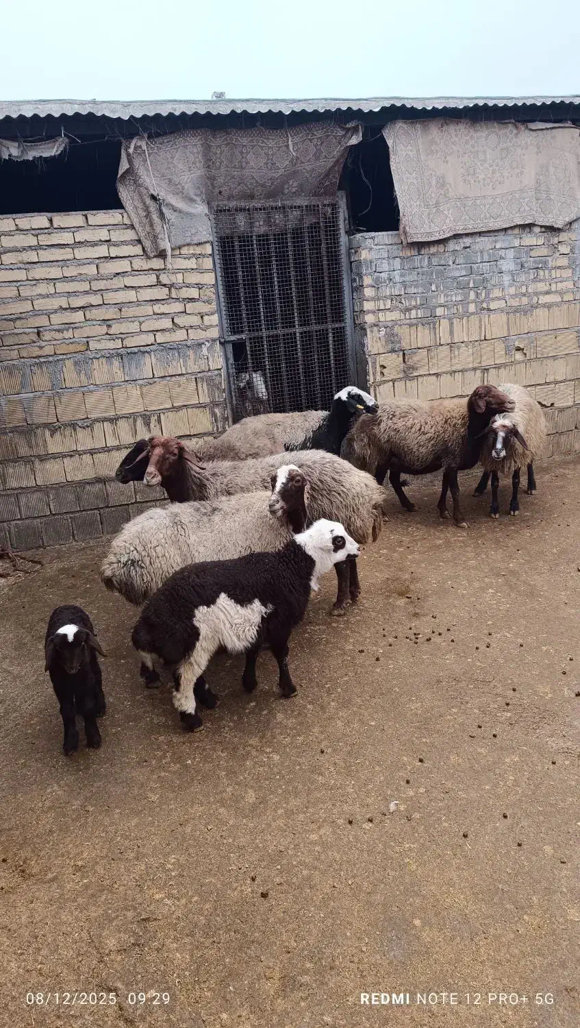 میش و بره|حیوانات مزرعه|الشتر, |دیوار