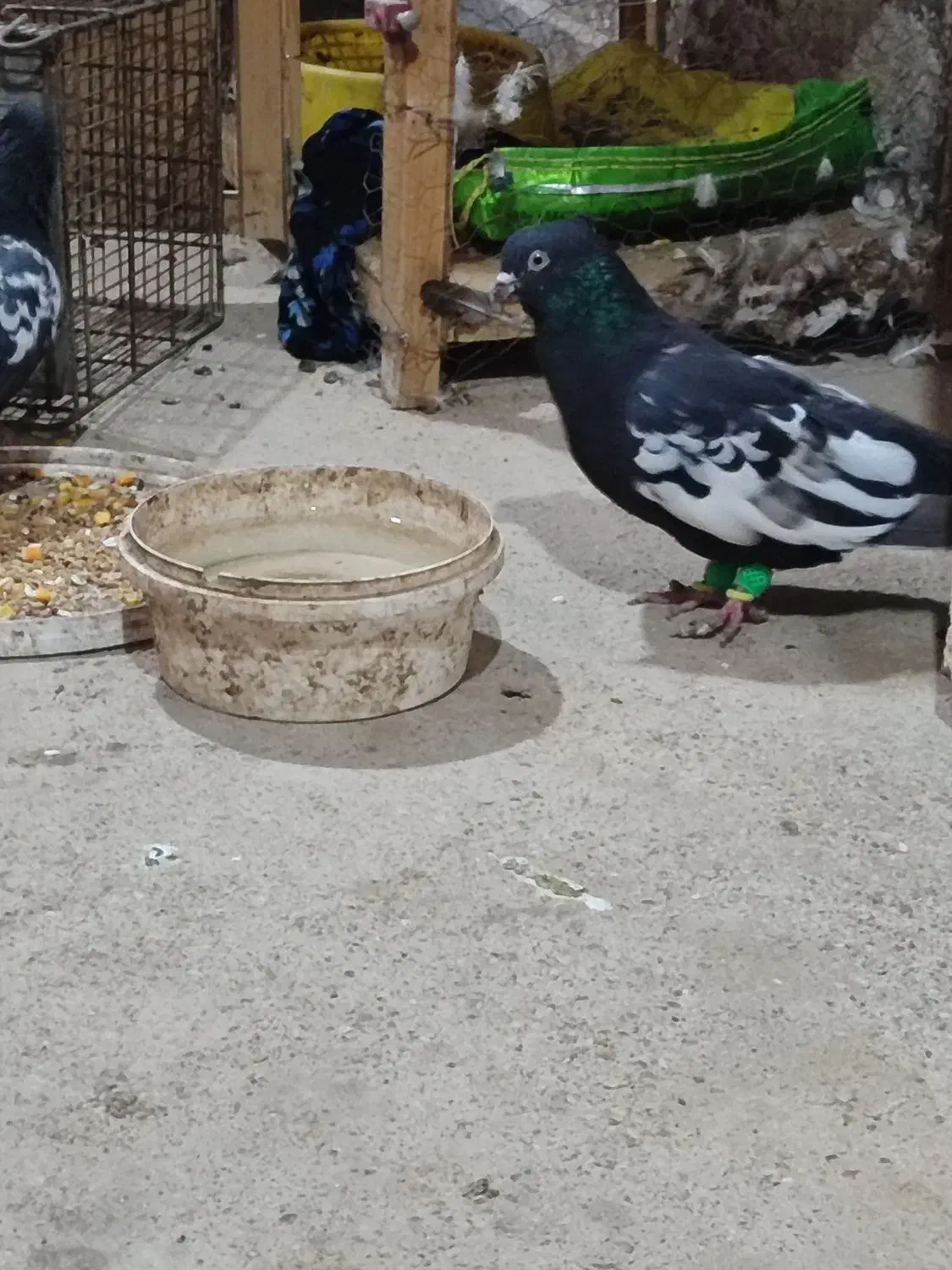 کبوتر سینه سیاه|پرنده|حمیدیه, |دیوار