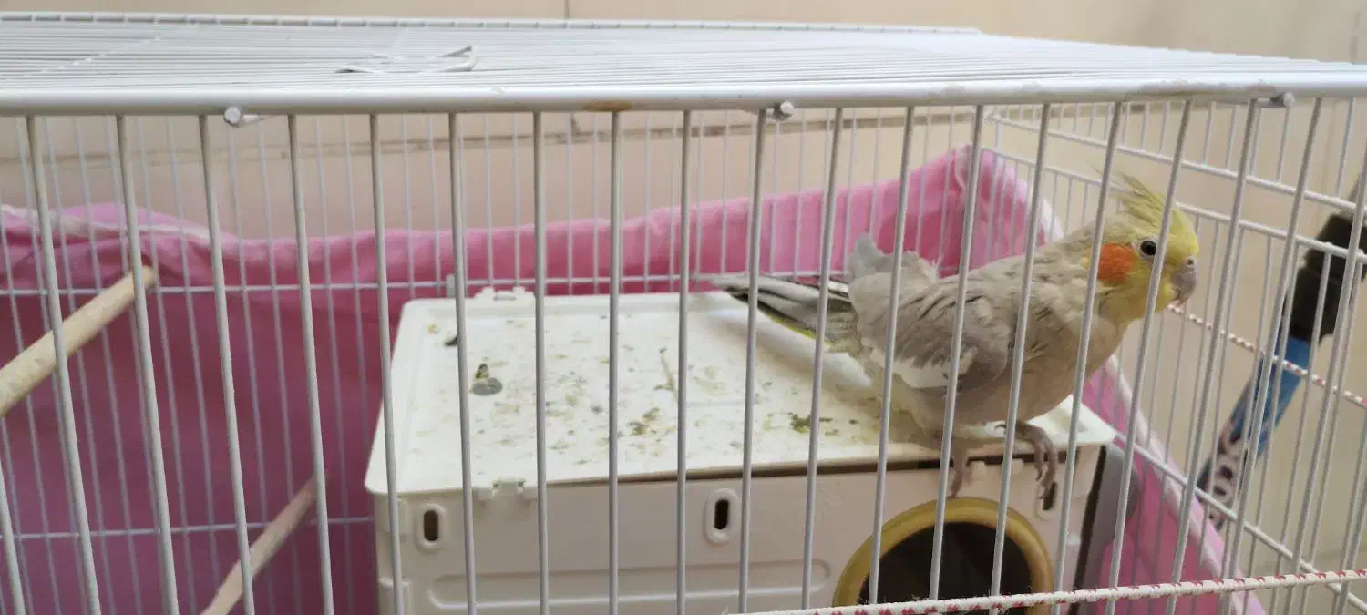 فروش عروس هلندی|پرنده|مشهد, شهید قربانی|دیوار