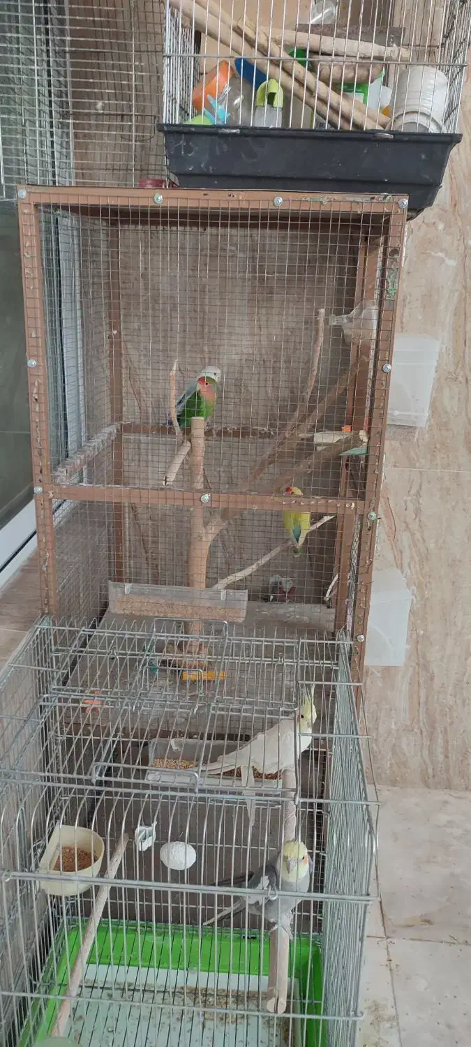 فروش کوتوله برزلی|پرنده|خمینیشهر, |دیوار