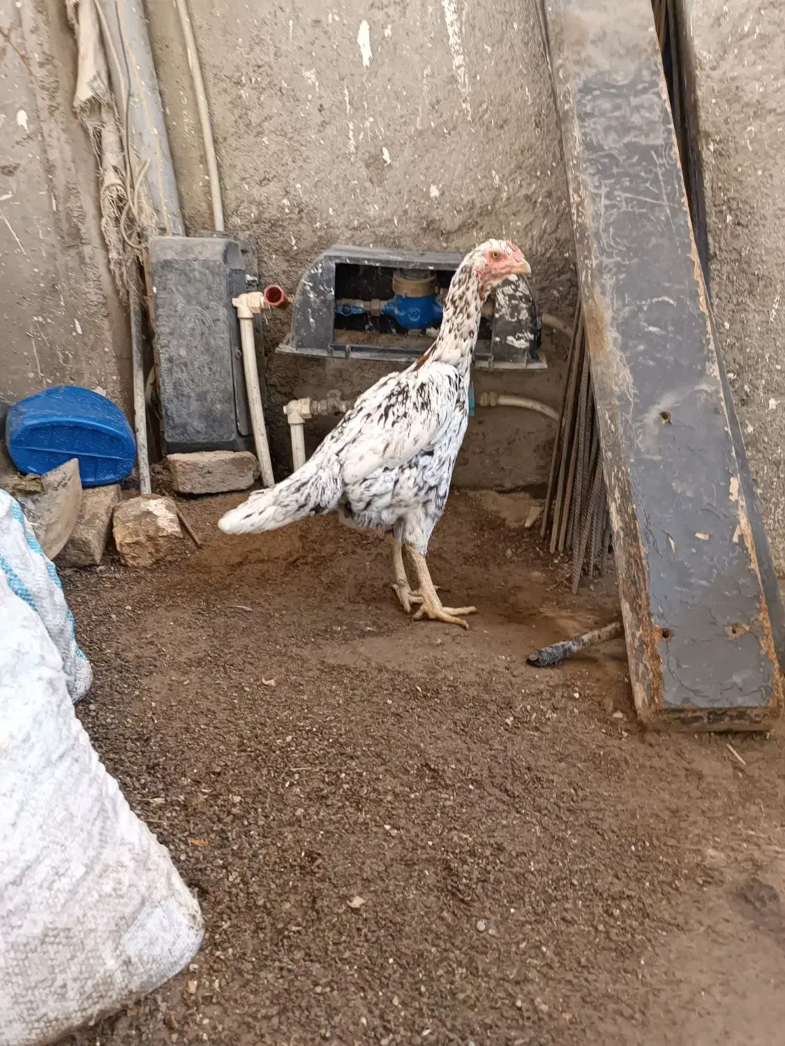 مرغ لاری اصیل|حیوانات مزرعه|فاضل آباد, |دیوار