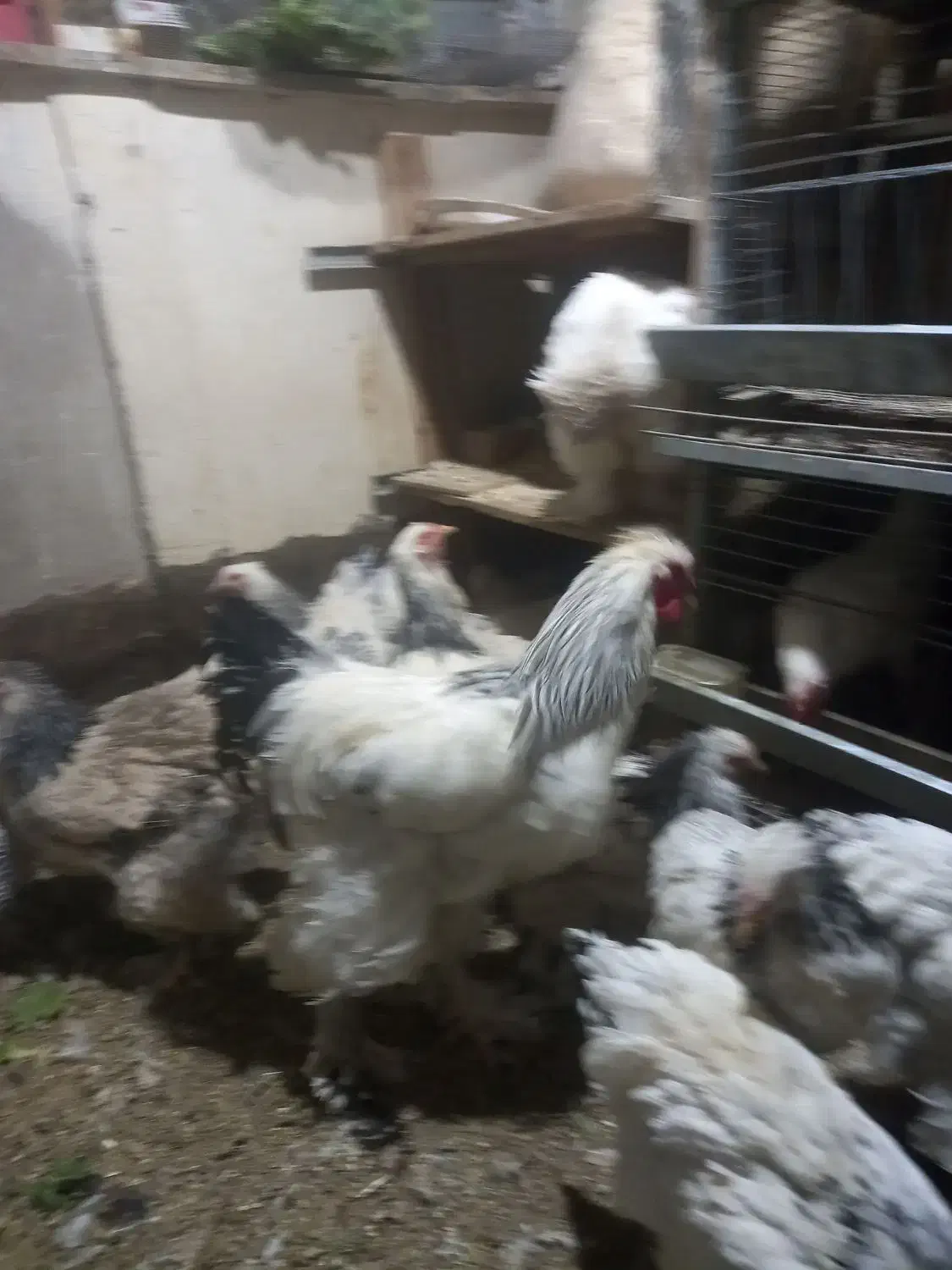 تخم مرغ برهما|حیوانات مزرعه|تهران, استقلال|دیوار