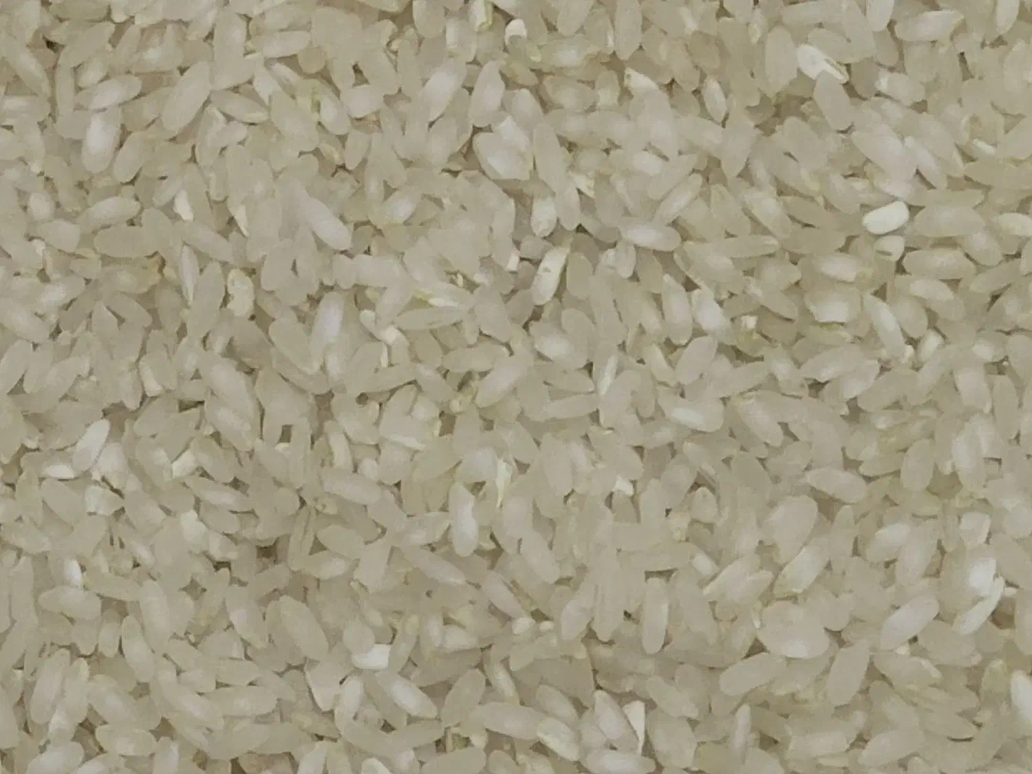 برنج تازهٔ کامفیروزی درجه یک|خوردنی و آشامیدنی|صدرا-فارس, فاز ۱|دیوار