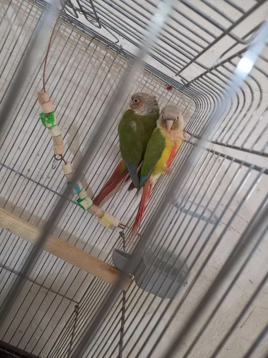 گرینچیک آناناسی مولد تضمینی|پرنده|تبریز, |دیوار