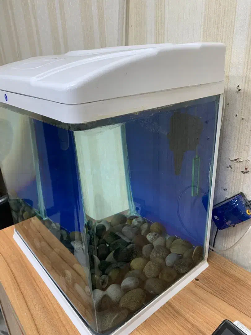 اکواریوم شیشه خم|ماهی|خرم‌آباد, |دیوار