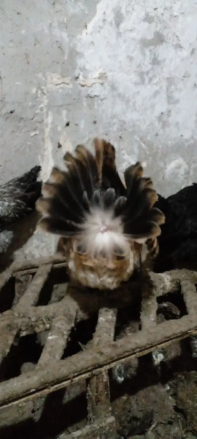 مرغ کرچ محلی|حیوانات مزرعه|مشهد, یاس|دیوار