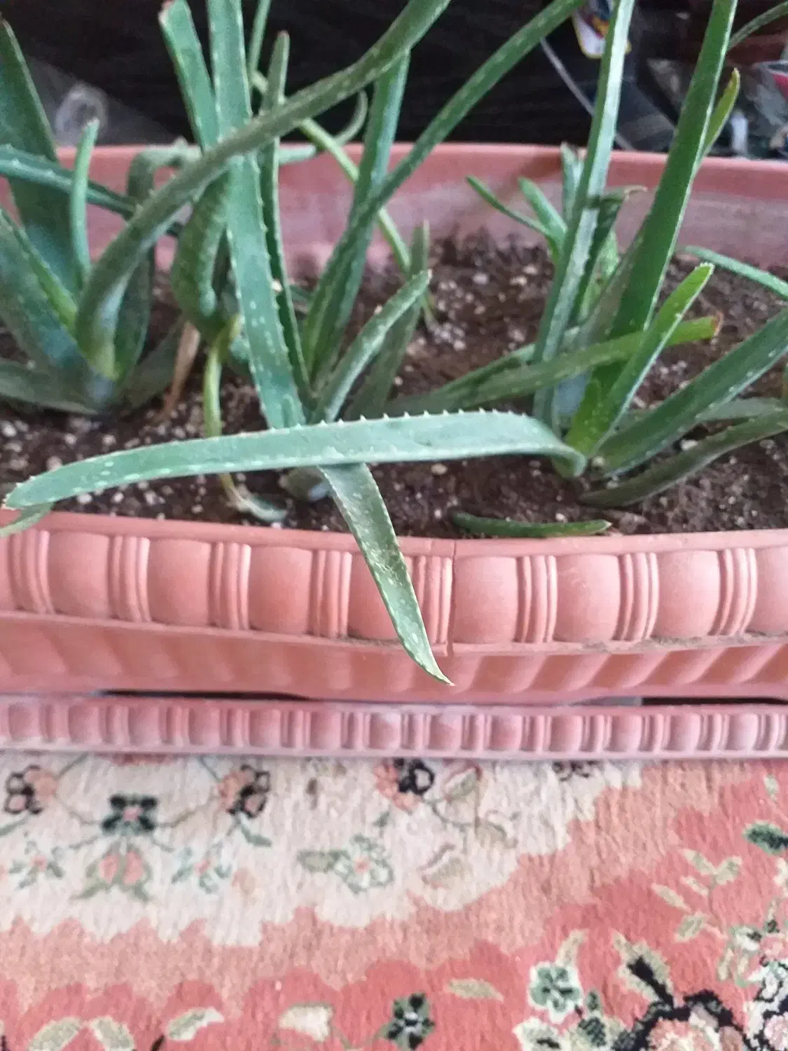 گیاه آلوئه وراء آپارتمانی|گل و گیاه طبیعی|ری, دولتآباد|دیوار