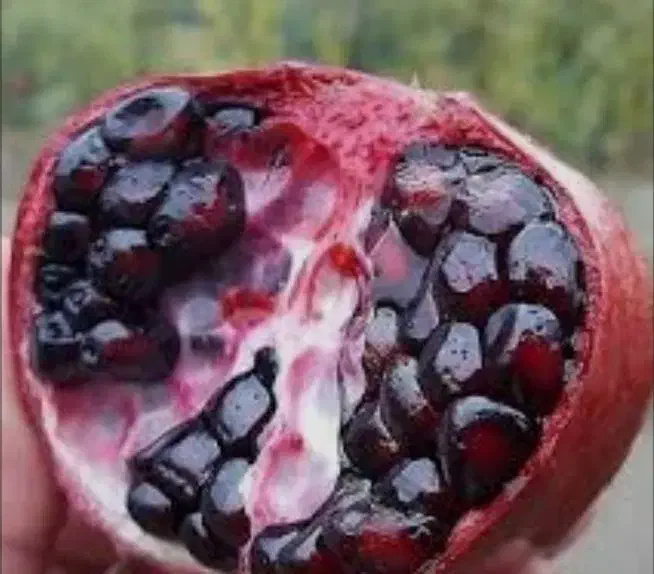 تفریح وتورگردشگری بانوان درمرودشت مقرون بصرفه|تور و چارتر|مرودشت, ثبت احوال|دیوار