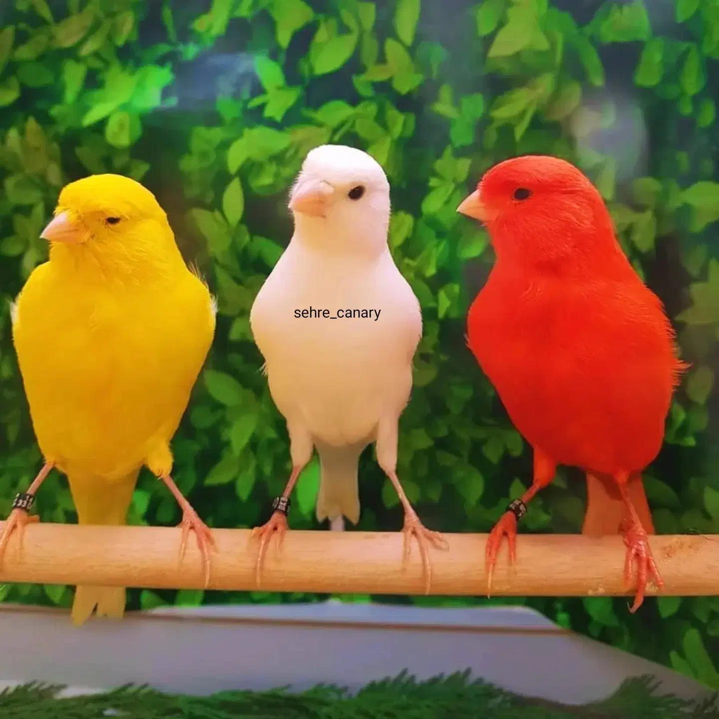 قناری و سهره|پرنده|کوهدشت, |دیوار