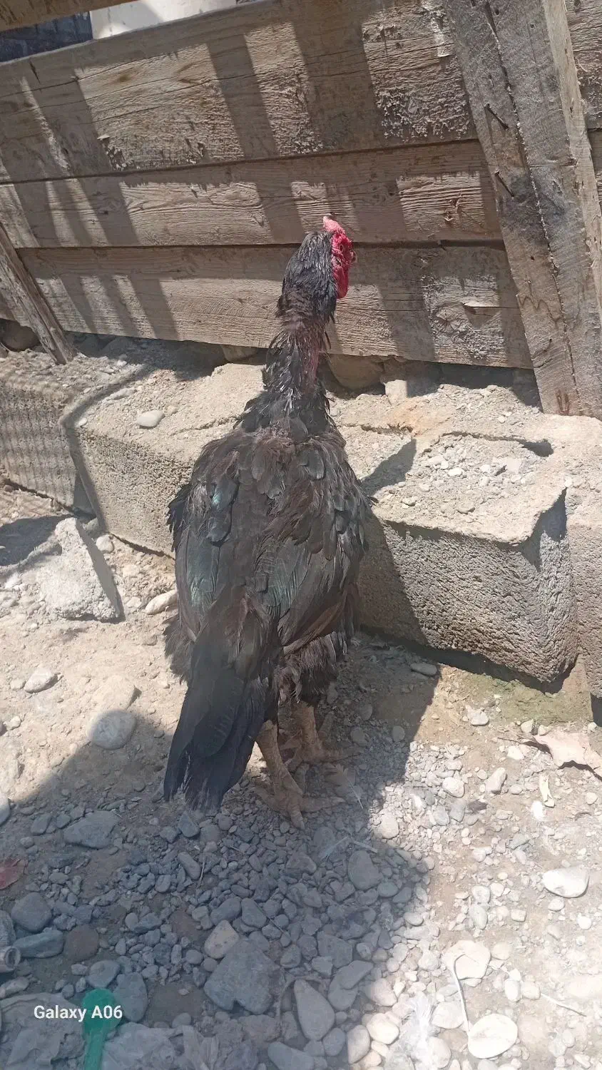 خروس سیاه پرمرغی|حیوانات مزرعه|تخت, |دیوار